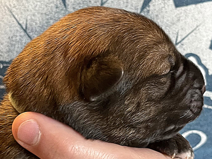chinook puppy